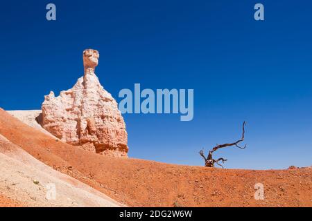 Albero morto e hoodoo nel Bryce Canyon National Park, con un cielo blu. Arenaria ocra e arancio. Foto Stock