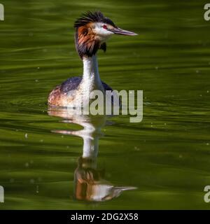 Haubentaucher (Podiceps cristatus) Foto Stock