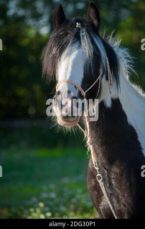Giovane tinker mare in halter - ritratto in estate mattina Foto Stock