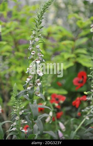 Digitalis cariensis (Foxglove) fiorisce in una mostra a maggio Foto Stock