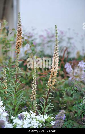 Guanto di fossa arrugginito (Digitalis ferruginea) Gelber Herold fiorisce in un giardino nel mese di luglio Foto Stock