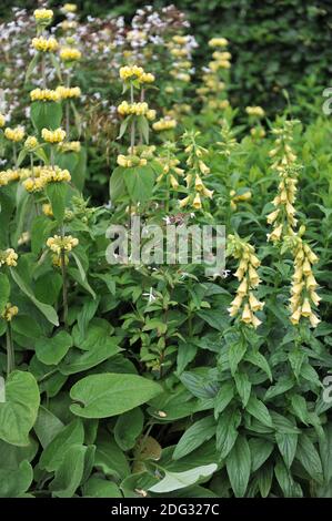 Gillenia trifolata, grande guanto giallo (Digitalis grandiflora) e fioritura di Phlomis russeliana in un giardino nel mese di giugno Foto Stock
