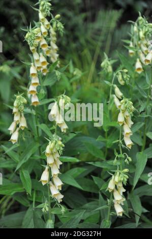 Guanto di protezione giallo grande (Digitalis grandiflora) Fiorire in un giardino nel mese di luglio Foto Stock