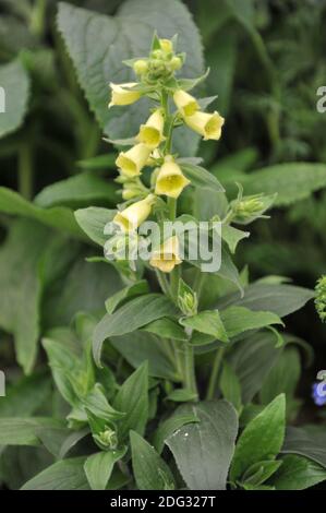 Guanto di protezione giallo grande (Digitalis grandiflora) Carillon fiorisce in un giardino a maggio Foto Stock