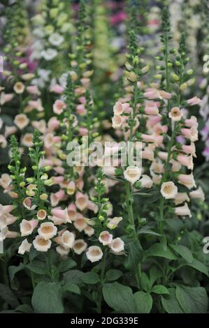 Guanto comune rosa (Digitalis purpurea) Il Peach dalmata fiorisce in una mostra a maggio Foto Stock