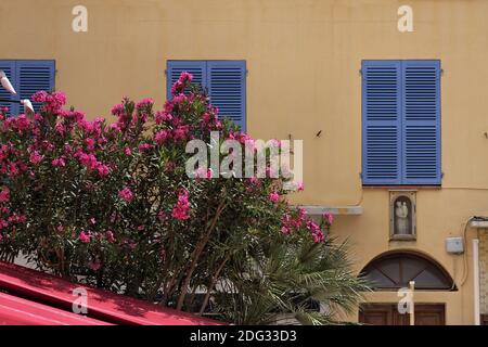 Calvi, città vecchia, Balagne, Corsica del Nord, Francia Foto Stock