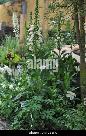 Guanto comune bianco (Digitalis purpurea) Snowy Mountain fiorisce in una mostra a maggio Foto Stock