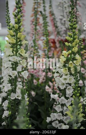 Guanto comune bianco (Digitalis purpurea) Snowy Mountain fiorisce in una mostra a maggio Foto Stock