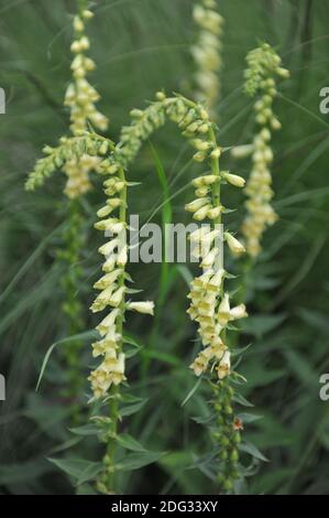 Il guanto verde (Digitalis viridiflora) fiorisce in un giardino nel mese di giugno Foto Stock