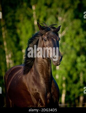 Cavallo di Raven Foto Stock