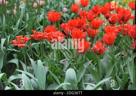Tulipani rossi gregii (Tulipa) Dubbele roodkapje (doppio cappuccio rosso) Con foglie a strisce fioriscono in un giardino nel mese di marzo Foto Stock