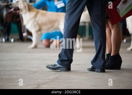 Concetto: I giudici stanno facendo una scelta di un cane migliore ad un'esposizione internazionale del cane Foto Stock