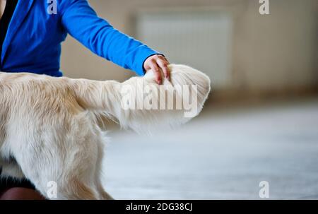 Concetto: Parte di handler e cane (Golden Retriever) su un cane show Foto Stock