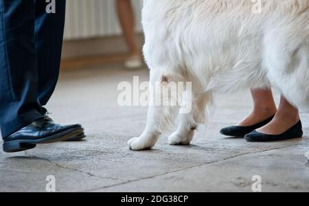 Concetto: Il giudice sta esaminando il cane ad uno spettacolo del cane (DOF piccolo - fuoco sulla zampa del cane) Foto Stock