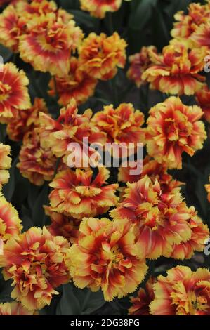 Tulipani rossi e gialli con doppio frange (Tulipa) fioritura olandese Pioneer In un giardino nel mese di aprile Foto Stock