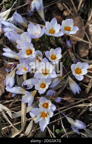 Crocus Blue Pearl fiorisce in un giardino nel mese di marzo Foto Stock