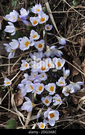 Crocus Blue Pearl fiorisce in un giardino nel mese di marzo Foto Stock