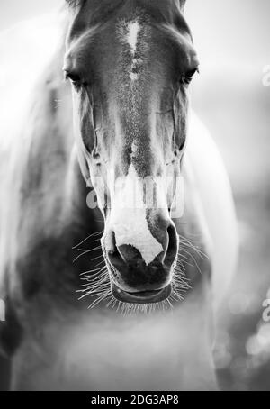 primo piano del cavallo Foto Stock