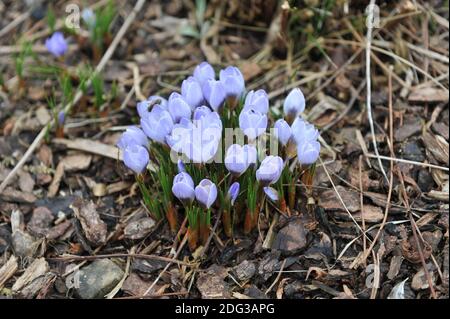Crocus Blue Pearl fiorisce in un giardino nel mese di marzo Foto Stock