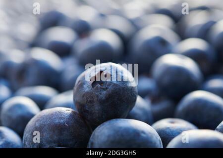 Macroscopio di mirtilli biologici appena raccolti. Vendemmia invernale. Vista frontale con profondità di campo ridotta e messa a fuoco morbida. Foto Stock