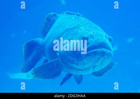 Pesce gigante cernia guardando subacqueo Foto Stock