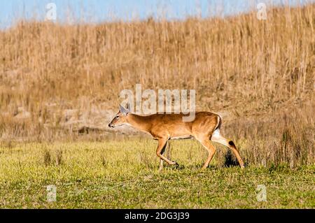 Bambi di cervo di coda bianca nel selvaggio Foto Stock