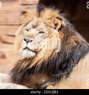 Leone, ritratto del re delle bestie Foto Stock