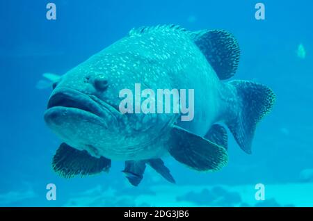 Pesce gigante cernia guardando subacqueo Foto Stock