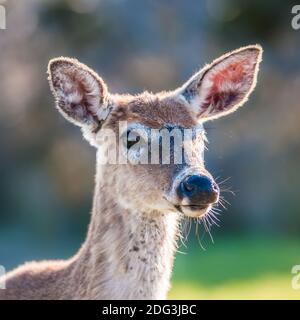 Bambi di cervo di coda bianca nel selvaggio Foto Stock