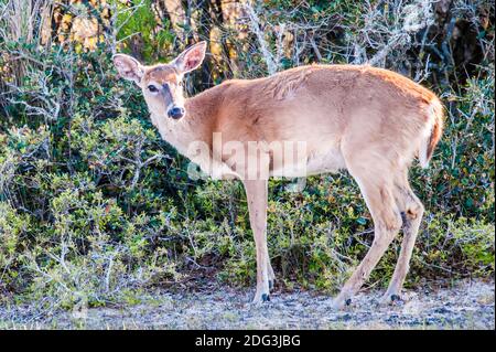 Bambi di cervo di coda bianca nel selvaggio Foto Stock