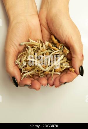 Mani che tengono i funghi secchi della psilocybin Foto Stock