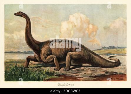 Diplodocus longus in pianura. Diplodocus, genere di dinosauro diplodocid sauropod, Late Jurassic. Diplodokus. Illustrazione stampata a colori di Heinrich Harder da Tiere der Urwelt di Wilhelm Bolsche (Animali del mondo Preistorico), società Reichardt Cocoa, Amburgo, 1908. Heinrich Harder (1858-1935) è stato un . Foto Stock