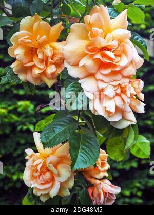 Bella pesca colorata rosa fiori arrampicata, leggermente appassita, in un giardino Foto Stock