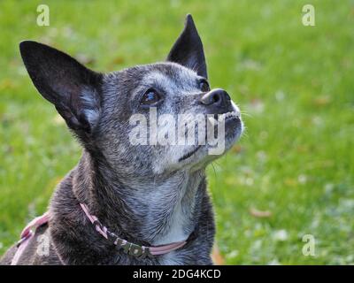 Cane con underbite Foto Stock