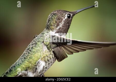 Anna's Hummingbird in volo Foto Stock