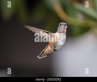 Anna's Hummingbird in volo Foto Stock