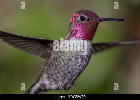Anna's Hummingbird in volo Foto Stock