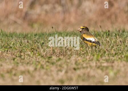 Sera Grossbeak (Coccodraustes vestinerus), un visitatore scarso a Long Island, New York, tranne che negli anni di irruzione Foto Stock