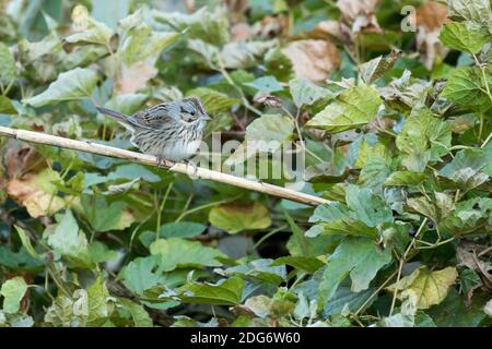 Il passero di Lincoln (Melospiza lincolnii) arroccato nella vegetazione, Long Island, New York Foto Stock