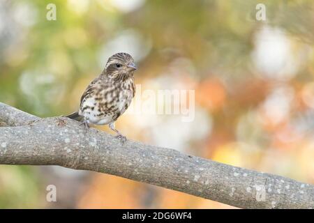Purple Finch (purpurpureo di Haemorhous) appollaiato su un ramo, Long Island, New York Foto Stock