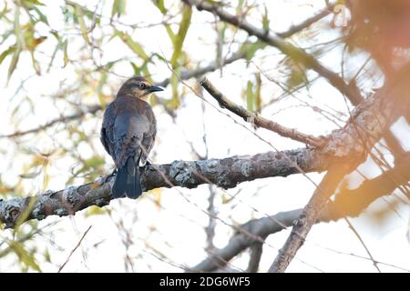 Rusty Blackbird (Euphagus carolinus) arroccato su un ramo, Long Island, New York Foto Stock