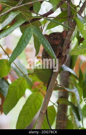 Tarsier con lumaca su un albero sull'isola di Bohol, Filippine. Foto Stock