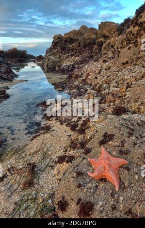 Monterey Sea Star Tirespool - Pisaster ocraceus Foto Stock