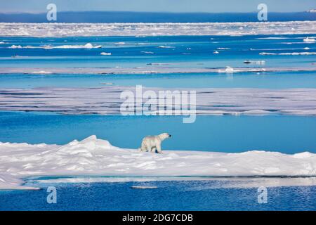 Orso polare sul ghiaccio galleggiante nell'Oceano Artico, Spitsbergen, Norvegia Foto Stock