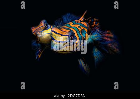 Coppia di drilaget Mandarinfish - Synchiropus splendidus Foto Stock