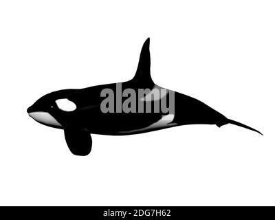 Killer Whale - 3D render Foto Stock