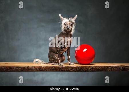 Il cinese crested cane in studio Foto Stock