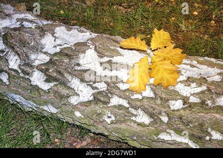 Caduta foglie sul tronco segato di betulla. Foto Stock