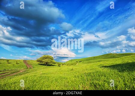 Paesaggio estivo con pochi alberi sul prato erboso collinare vicino alla foresta in montagna. Caucaso, Russia Foto Stock
