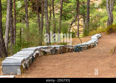 Alveari multicolore ad apiary nella foresta. Alveari colorati e api volanti in apiary vicino alla pineta. Le case di api miele ape fattoria natura Foto Stock